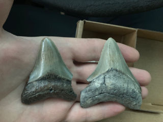 Огромный Окаменелый  зуб древней акулы(мегалодон) foto 1