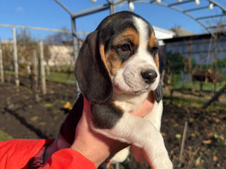 Vindem cainisori de rasa beagle foto 4