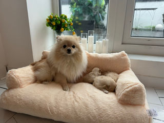 Urgent, urgent! spitz (Pomeranian) foto 3