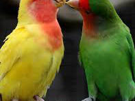 Продаю молодых уже готовых к обучению разговора Карелл,волнистые попугаи Клетки,корма foto 5