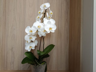 Orhidee foto 3