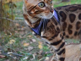 Люксовые бенгальские котята. Bengal foto 5