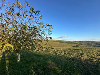 Vindem Teren Agricol cu Livadă 10ha+viță de vie 4ha+5ha  teren arabil. Țepoaia, comunaTigheci, Leova foto 18