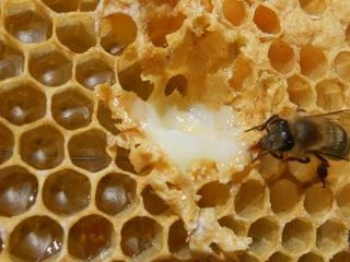 Пчелосемьи с ульями недорого foto 6