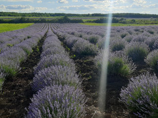 Ulei esential de levantica...50ml(150lei)30ml(100lei)10ml(40lei)aromatizator pentru masina (25lei). foto 6