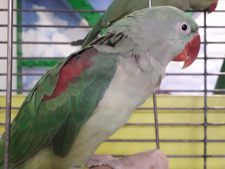 Ожереловый попугаи серый, зеленый, белый (papagal inelar ) foto 8