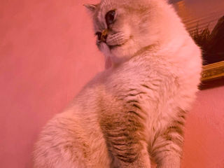 Motan Golden Chinchilla Point (Blue eyes) pt împerechere фото 1