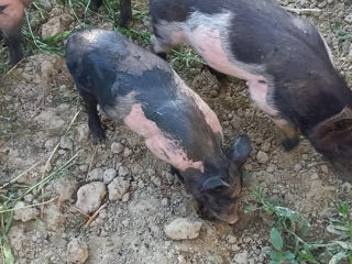 Purcei porc mistreț foto 1