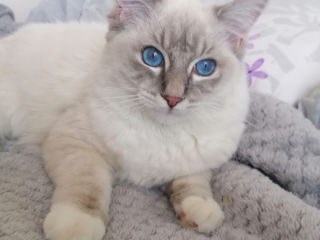 Ragdoll Rasă Pură. Pedigree WCF. foto 8