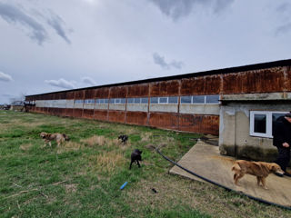 Ferma de pesti Romania foto 9