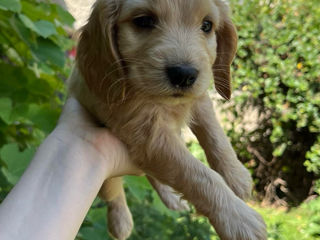 cocher spaniel foto 2