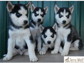 Siberian Husky - Из профессионального питомника foto 3