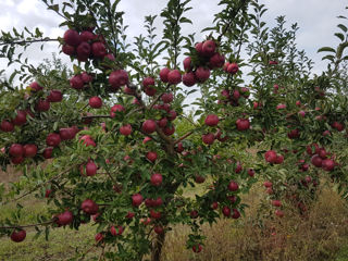Продам плодоносящий яблочный сад 2,4 гектара ! Новые гояны Ставчены , Galbena gutuie