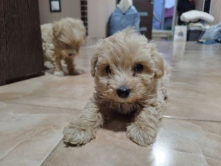 Maltipoo catei 2 luni foto 2