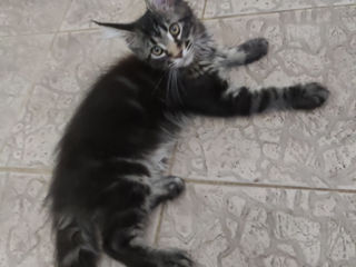 Main coon foto 3