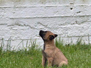 Belgian malinois