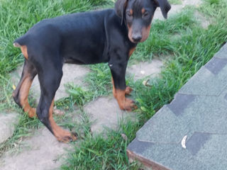 Se vînd căţei de rasa Doberman vaccenaţi cu paşaport 061033259. foto 5