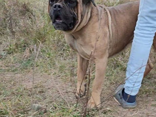 Cane corso.bronare foto 5