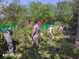 Уборка дачных участков. Резка деревьев foto 2