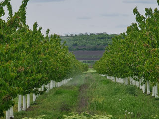 4.3ha Ialoveni foto 5