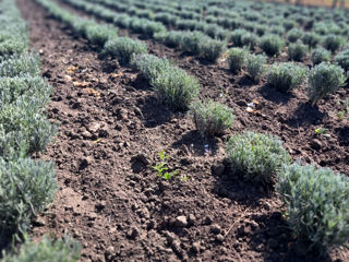 Lavanda foto 5