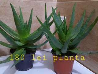 Vind aloe vera 7-5-3 ani Chisinau foto 6