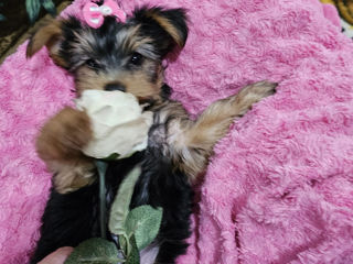 Urgent! Vând Cățea Yorkshire Terrier foto 3