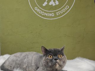 "Arlechino Grooming Studio". Buiucani. Îngrijirea pisici. foto 10