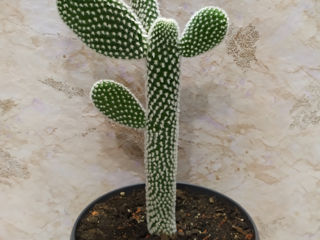 Cactus.Livrare. / Кактус. Доставка. foto 3