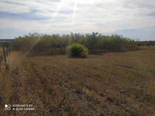 Vind 2,04 ha teren agricol care se afla in extravilanul or. Rezina (pe dealul s. Stohnaia). foto 6