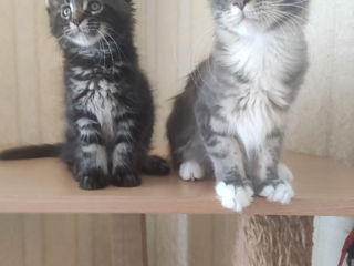 Main coon foto 6