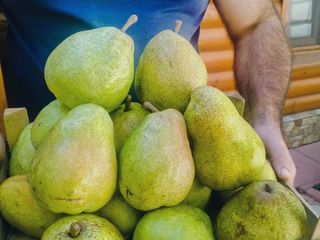 Pomi fructiferi -Gutui _ soiul Codreanca , Auriu foto 7