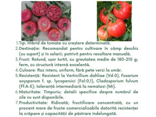 semințe profesionale de tomate, create de Sakata foto 14