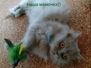 Котята британцы foto 1