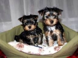 Yorkshire Terrier (mini)