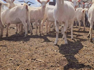 De vânzare: Capre și iedițe Saanen – rasă pură, lapte din belșug фото 5