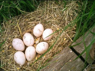 Яйца павлинов foto 1