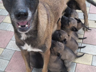 Vind 2 cateluşi rasa pura Ciobanesc Belgian Malinois