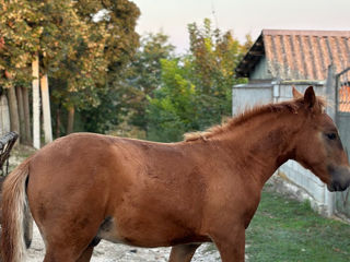 Vînd iapă tot cu mînz foto 4