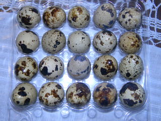 Vindem ouă de prepeliță foto 2