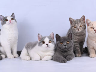 Pisoii British Shorthair foto 3