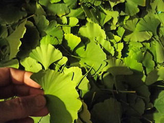 Гинкго билоба листья.. ginkgo biloba саженцы сорт морозостойки foto 5