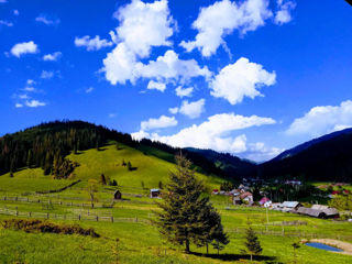 Teren pentru investitii in Bucovina foto 3