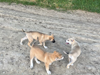 Vind Caței Rasa Kangal foto 0