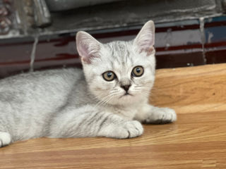 Pisici scottish fold