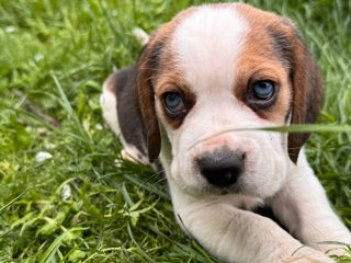 Împerechere beagle foto 6