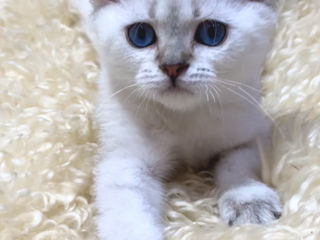 British shorthair shaded point . foto 5