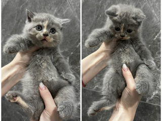 British shorthair fata