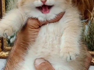 Scottish fold foto 5