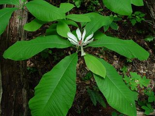 Магнолия трёхлепестная (Magnolia tripelata) foto 4